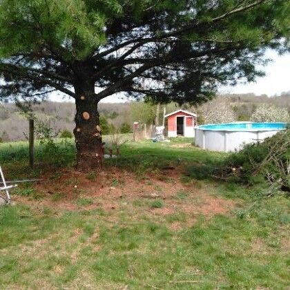 Pine Tree Arborist Shelbyville, KY