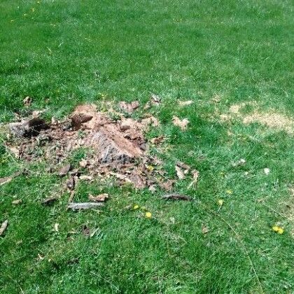 Wind Storm Tree Service Shelbyville, KY