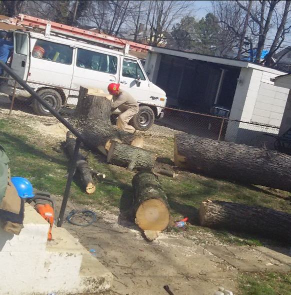 What Will You Experience With Our Tree Removal Services?