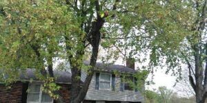 Dead Tree Removal in Shelbyville, KY