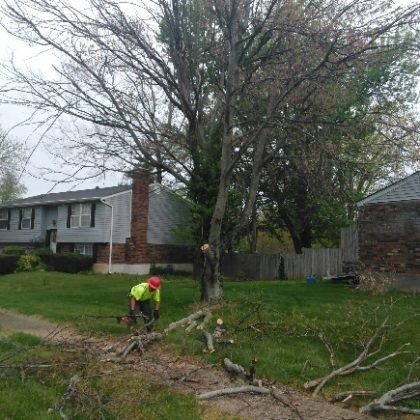 Dead Tree Removal in Shelbyville, KY