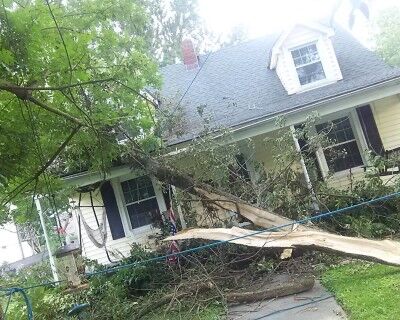Our Tree Experts will Quickly Remove Your Questionable Tree Limbs
