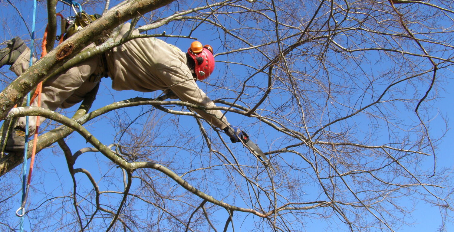 What Will Your Trees Look Like?