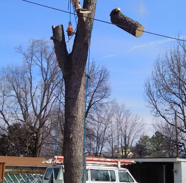 How Soon Can We Start Removing Trees?