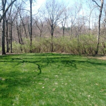 Tree Removal Louisville, KY