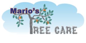 Tree Service Guarantee | Marios Tree Care