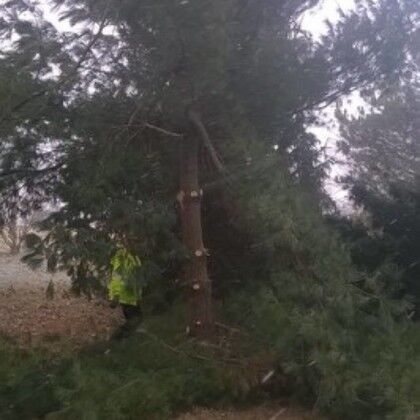 Pine Tree Branch Trimming Shelbyville, KY
