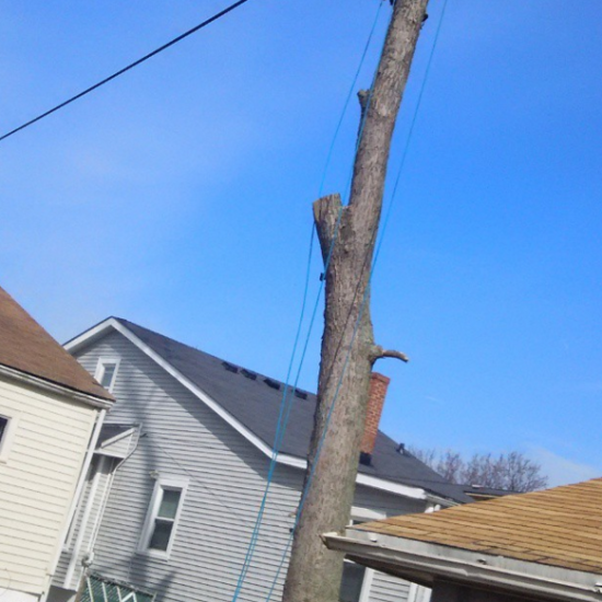 company-cut-down-tree-shelbyville