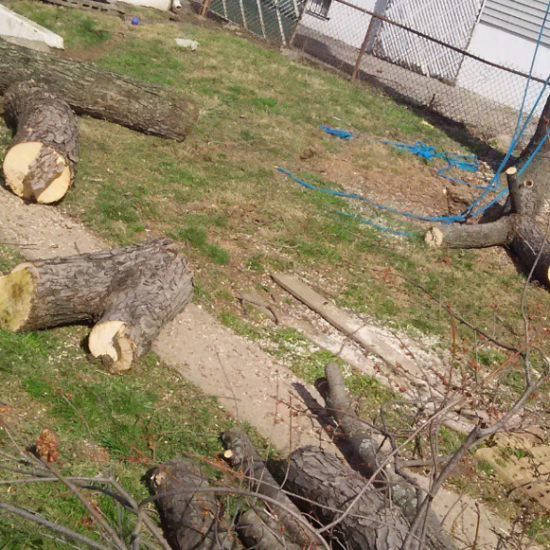 cut-down-tree-shelbyville-ky