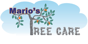 tree-care-shelbyville-ky-logo300x155