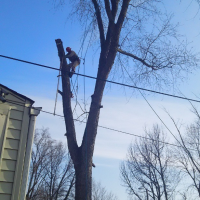 tree-climber-shelbyville-ky