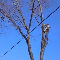 tree-climbers
