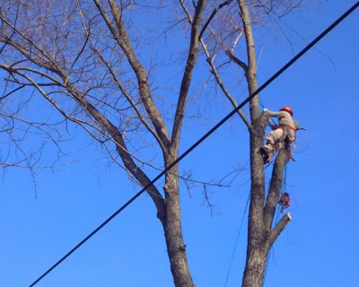 tree-climbers