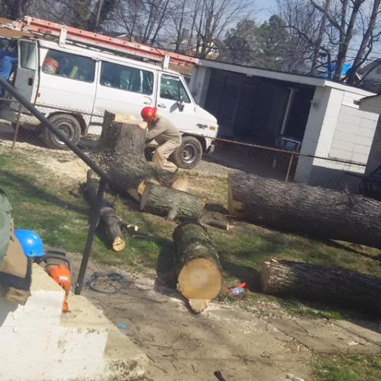 tree-removal-company-in-shelbyville