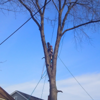 tree-removal-specialists-shelbyville