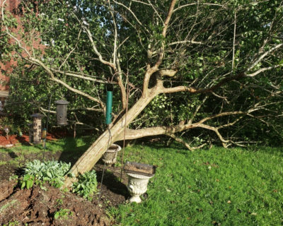 emergency-tree-removal-shelbyville-ky