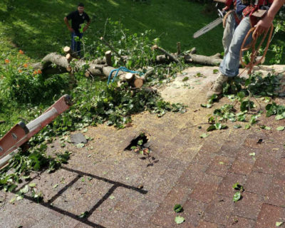 fast-emergency-tree-removal-shelbyville-ky